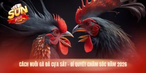 cách nuôi gà đá cựa sắt
